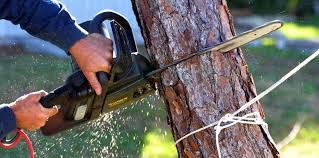 Best Firewood Processing and Delivery  in Nesconset, NY