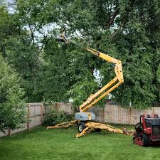 Best Root Management and Removal  in Nesconset, NY