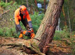 Best Arborist Consultation Services  in Nesconset, NY