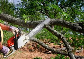 Best Pest Control for Lawns  in Nesconset, NY