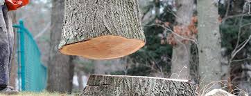 Trusted Nesconset, NY Tree Removal Experts