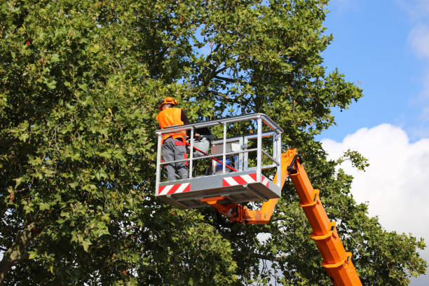 Best Tree Maintenance Programs  in Nesconset, NY