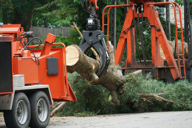 Best Lawn Pest Prevention  in Nesconset, NY