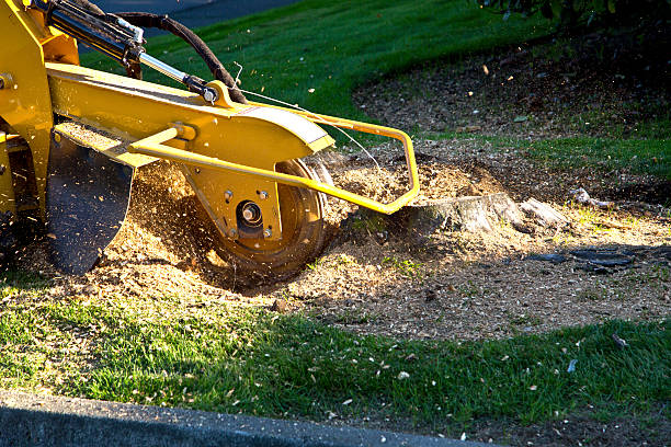 Best Tree Risk Assessment  in Nesconset, NY