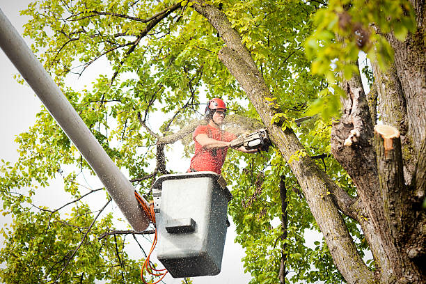 Best Fruit Tree Pruning  in Nesconset, NY