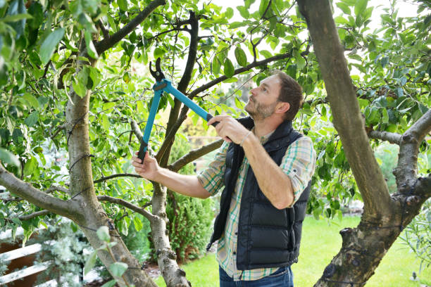 Best Hedge Trimming  in Nesconset, NY